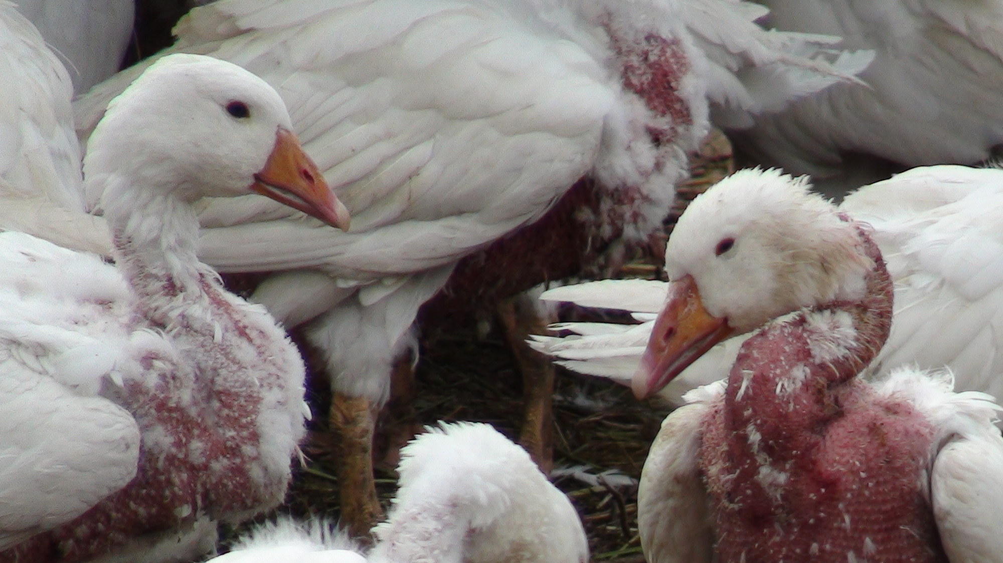 Live plucked goose Live plucked goose