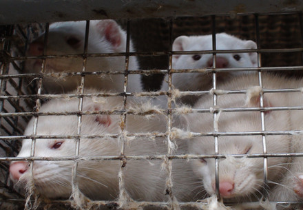 Peek & Cloppenburg Joins Fur Free Retailer Program