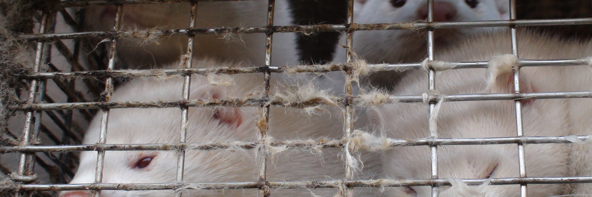 Minks in a cage at a fur farm