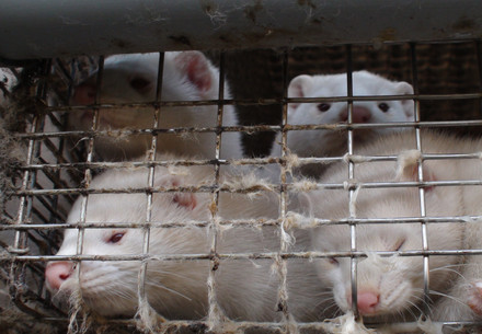 Minks in a cage