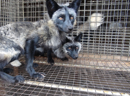 New Scientific Report on Fur Farming Two foxes in a cage