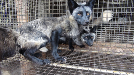 'Fashion Weak': Prada’s use of animal fur is out of fashion