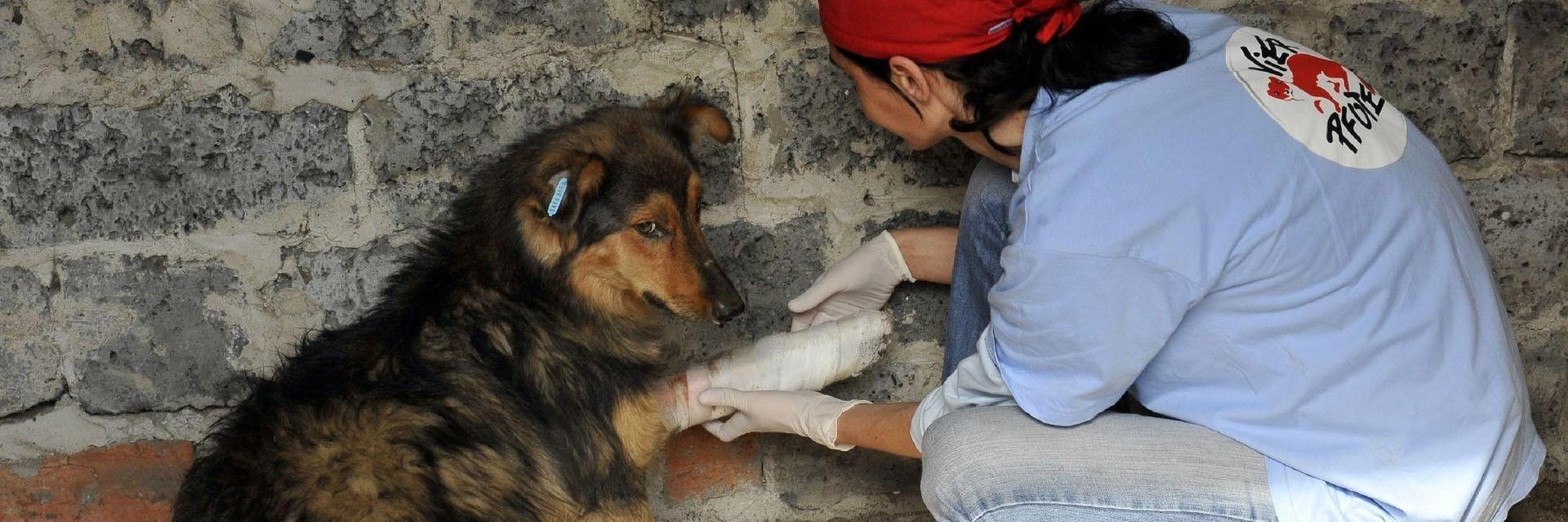 Stray dog gets treated by our vet