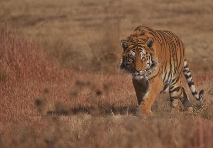 Tiger Trade in Europe