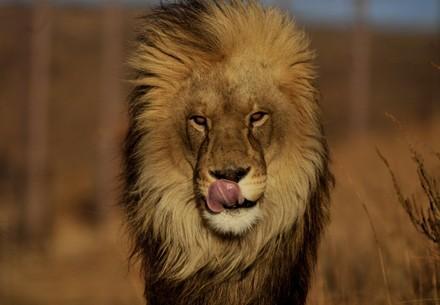 FOUR PAWS encouraged by DFFE report’s key recommendations on captive lions