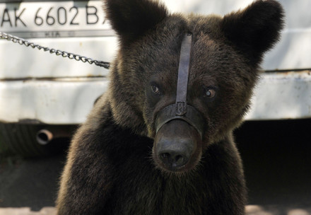 Animal Welfare and Tourism