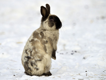 Rabbit in snow