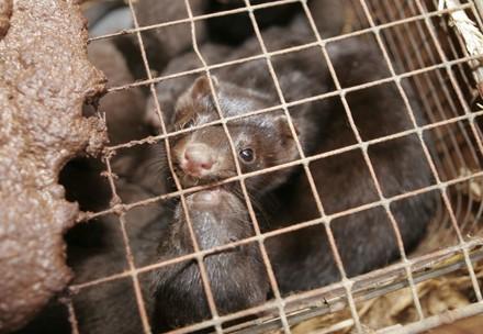 Mink at a fur farm