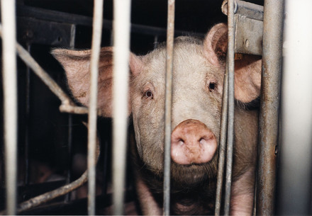 Pig inside factory farming