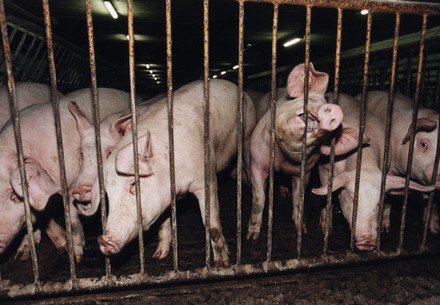 Pigs in factory farming