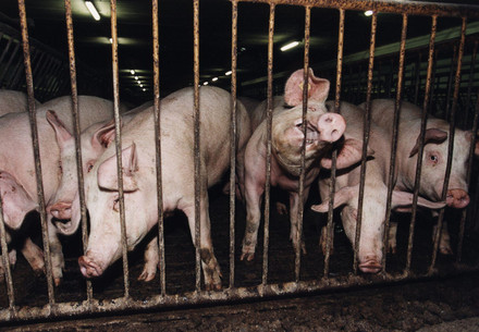 Factory farm