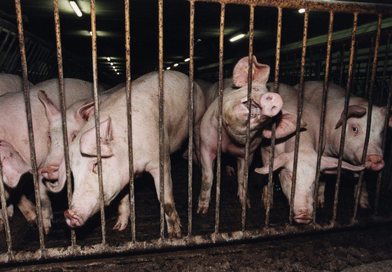 Pigs in factory farming