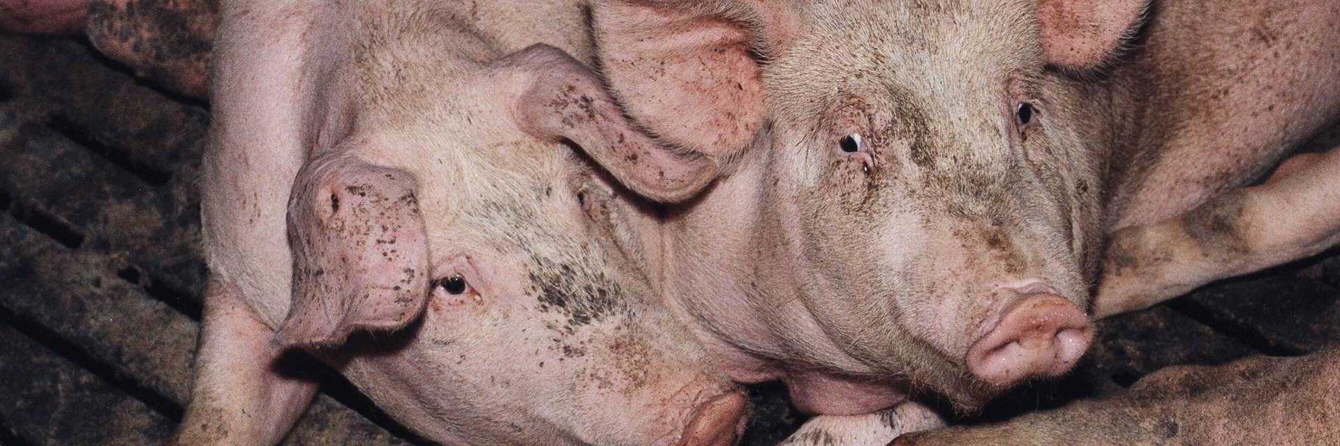 Pigs in a horrible condition