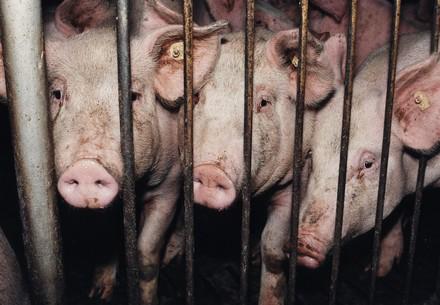 A tiger kept in a small cage