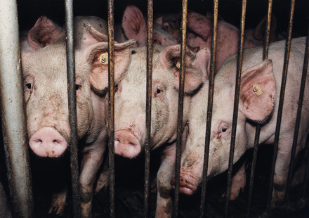 Pigs in factory farming