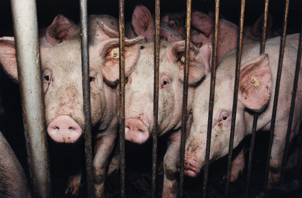 Pig farm - End the cage age