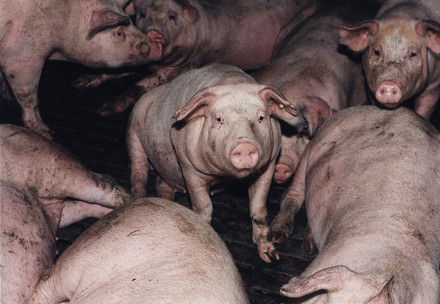 Pigs in factory farming