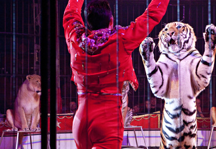 Tiger in circus