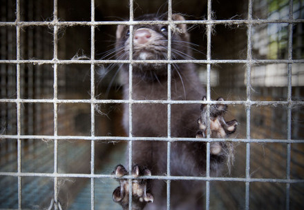 Mink in a cage at a fur farm