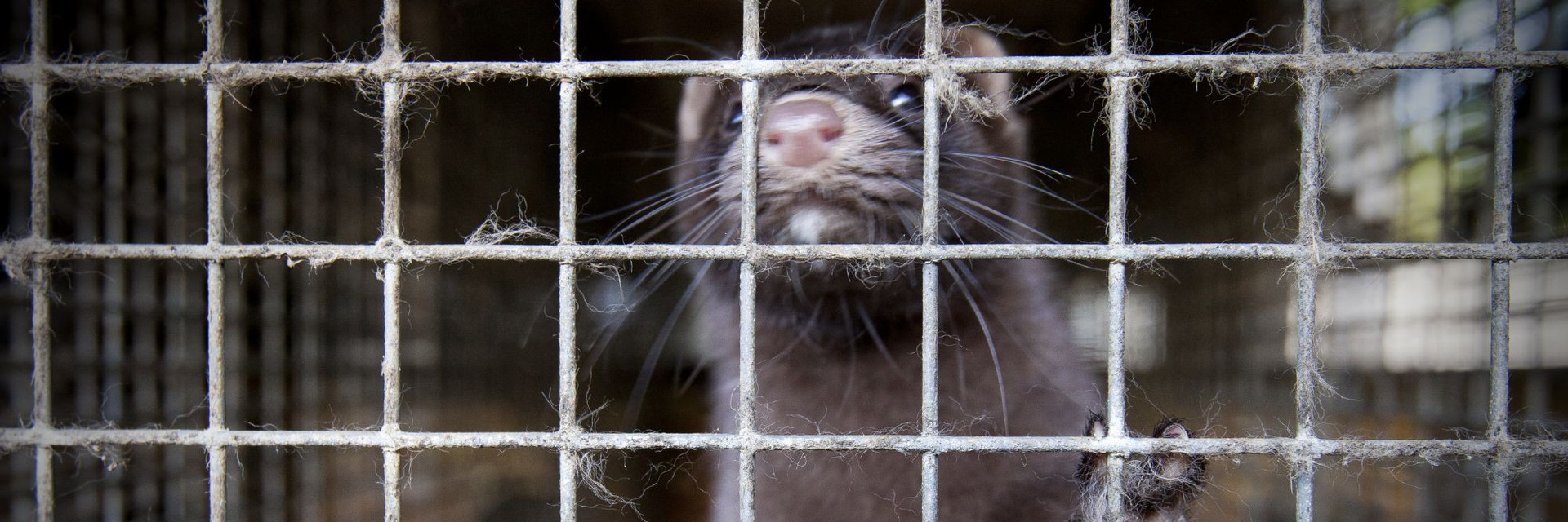 Mink in a cage at a fur farm