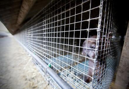 Mink at a fur farm
