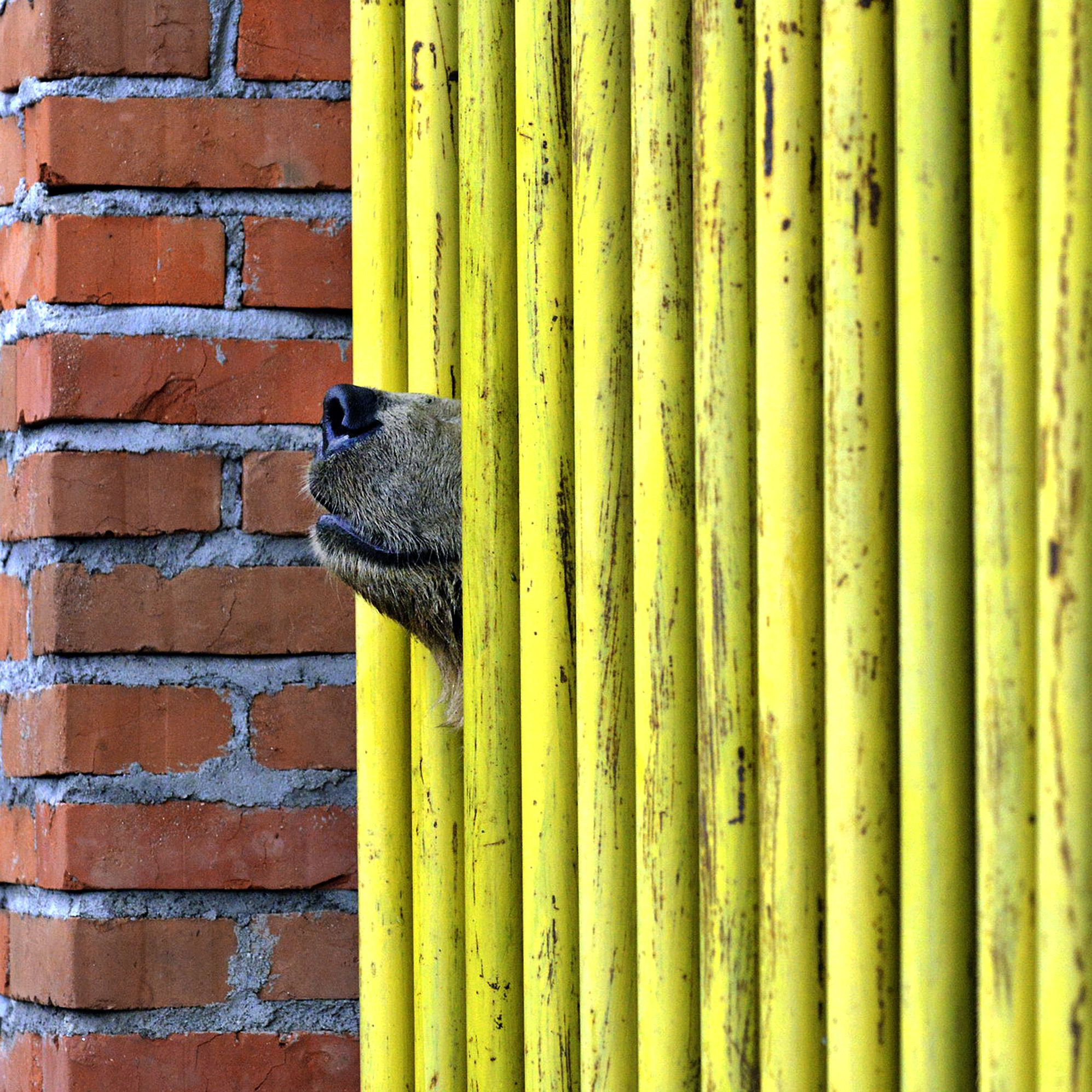 Bears nose out of cage