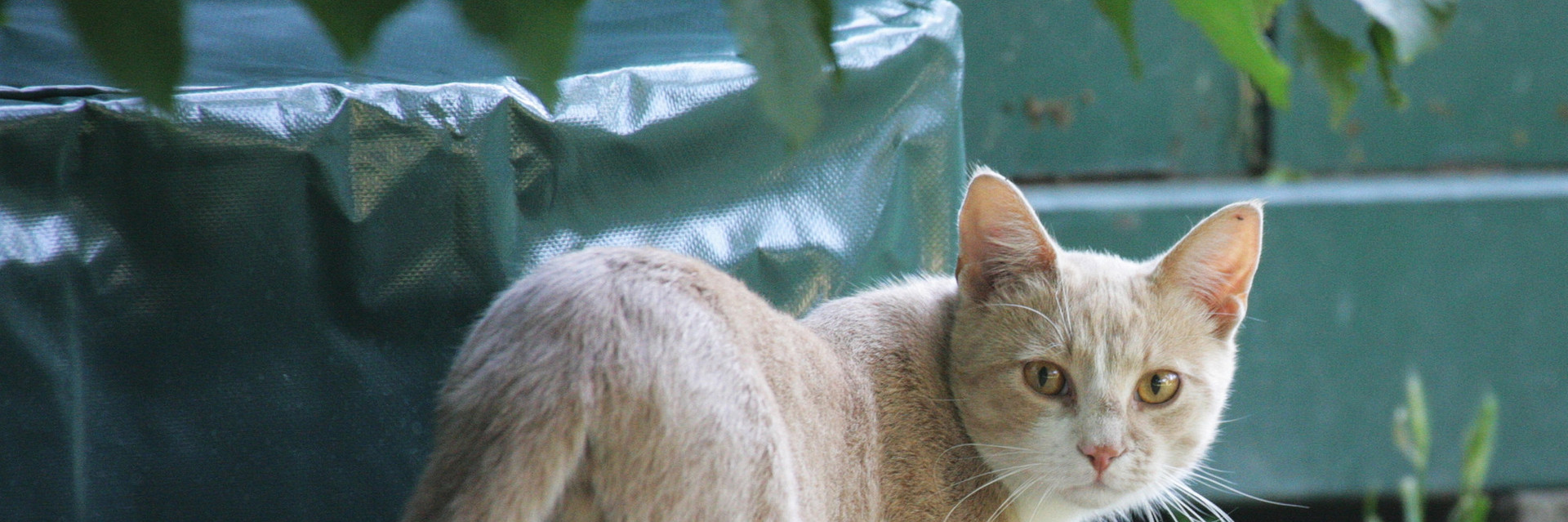 Stray cat walking in a Garten