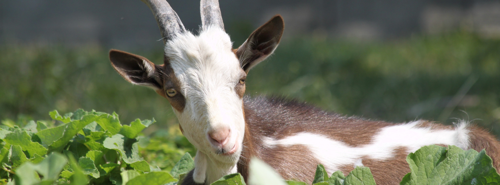 Goat walking through a field