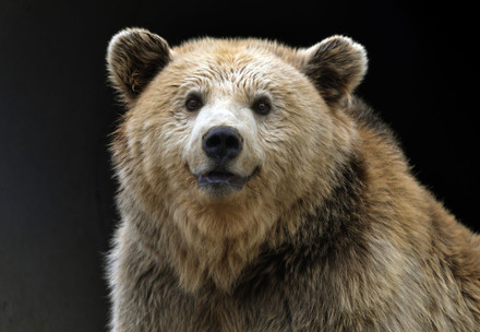 close up of brown bear Kassandra