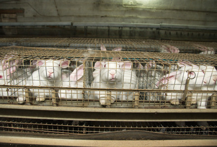 Farmed rabbits in cages, Italy