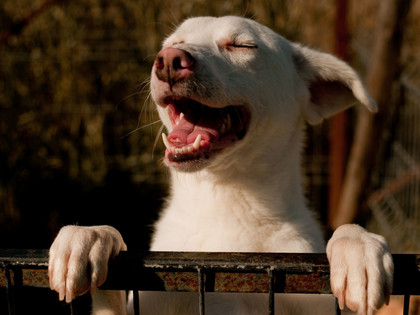 Be part of FOUR PAWS and help animals! Be part of FOUR PAWS and help animals!