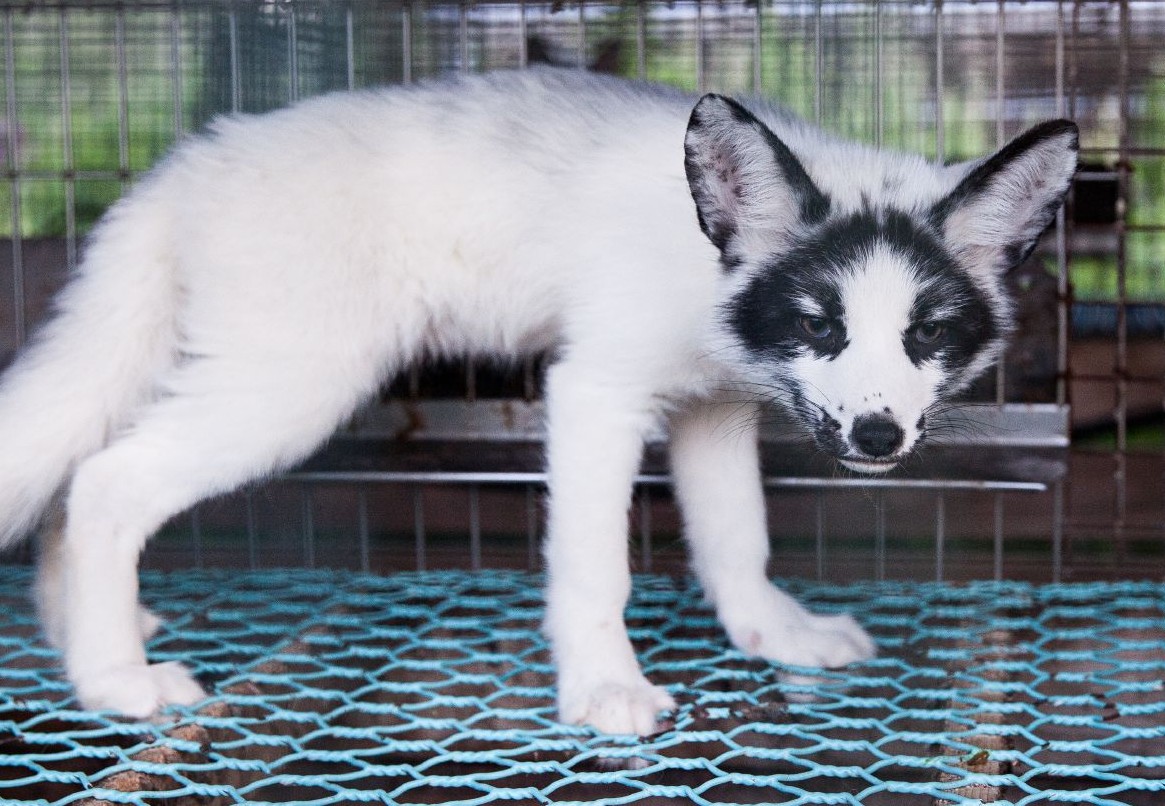 ECI Could Finally Achieve a Ban on Fur Farming Across the EU Fox in a cage at a fur farm