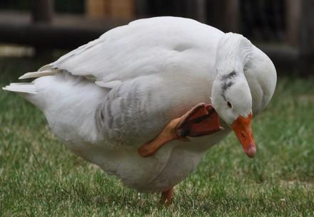White duck scratching itself outside on a green field