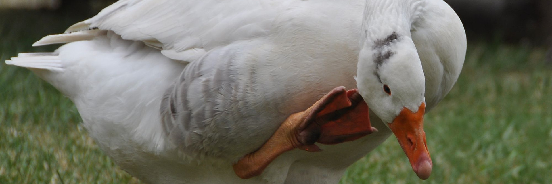 Goose scratches himself
