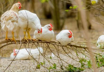White chickens sitting on a tree branch