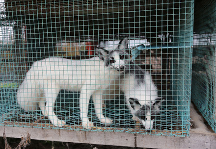 Polar foxes in a tiny cage at at fur farm in Finland