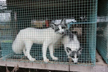 New Scientific Report on Fur Farming Foxes in a cage at a fur farm