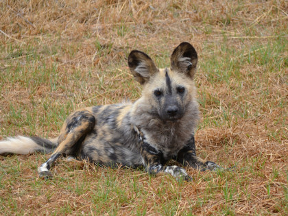 Stray dog in a field