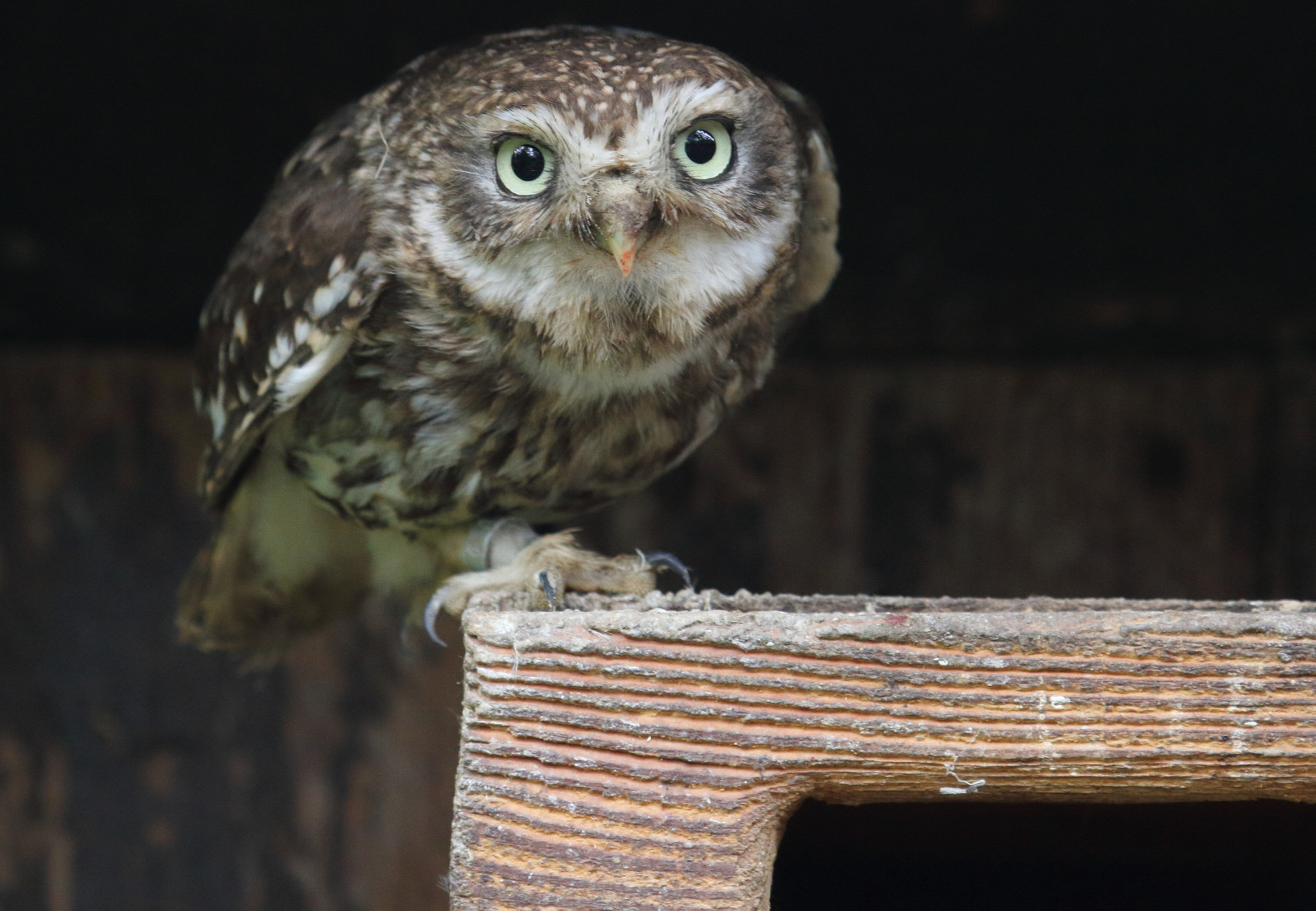 Close-up of an owl