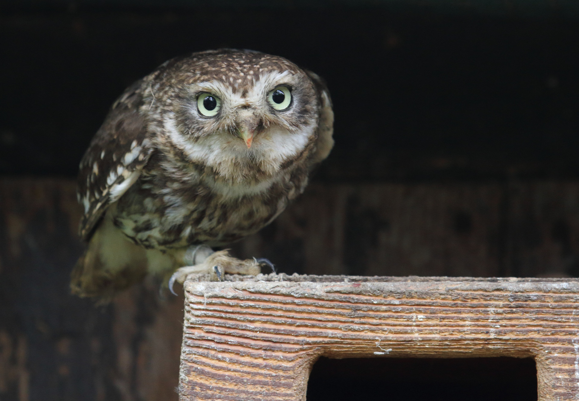 Owl at EGS in Austria