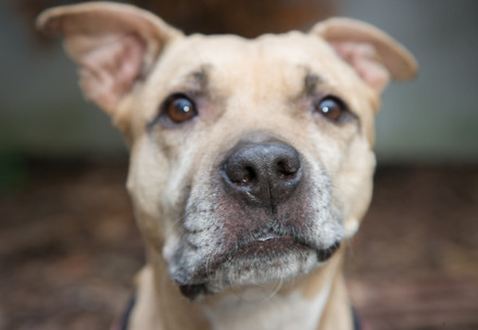 Close up of a short haired beige dog looking at the camera