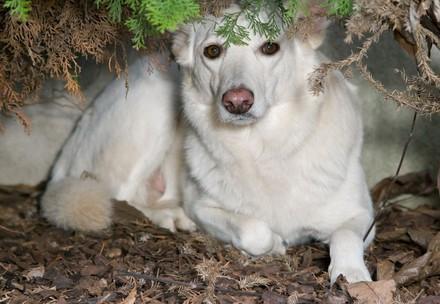 What to Do if Your Dog Goes Missing