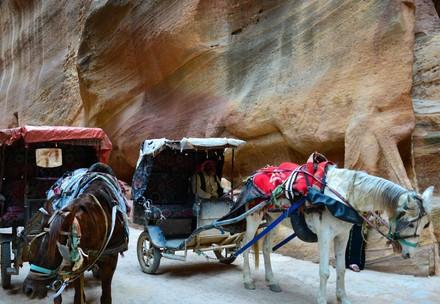 Help for working horses in Petra