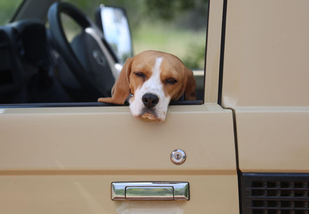 Dog in a car