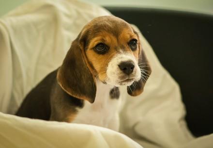 Animal transport ship