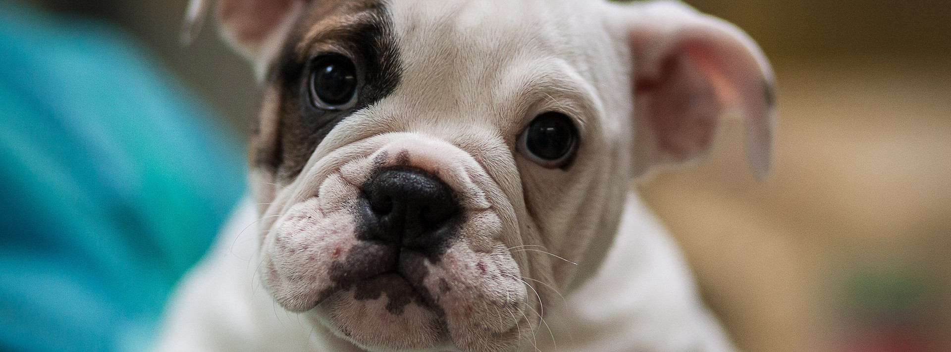 English bulldog puppy English bulldog puppy