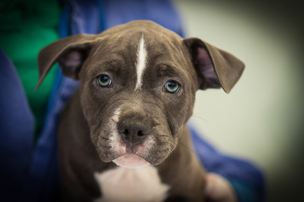 Treated as breeding machines, mother dogs are repeatedly impregnated.