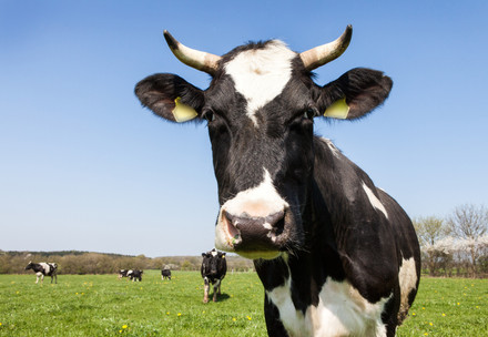 Dairy cow