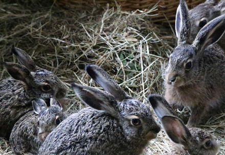 Group of young hares
