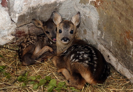 Fawns, young deer
